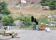 贾斯珀镇居民在野火肆虐几周后返回家园